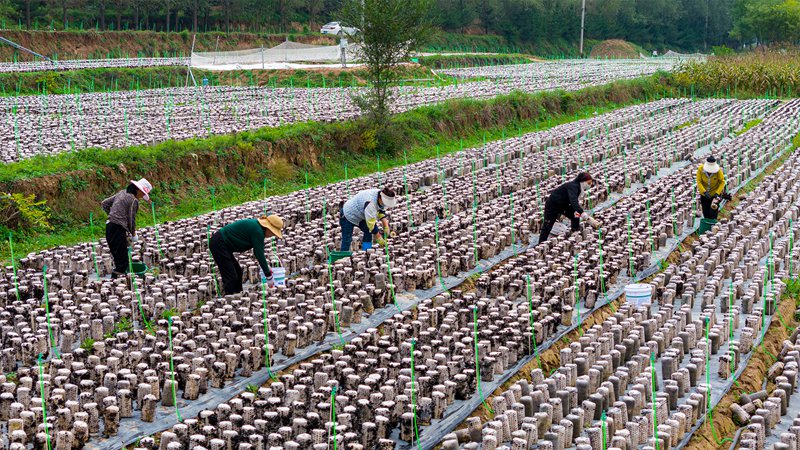 合水县何家畔镇鑫旭食用菌有限公司的露天山地黑木耳迎来了首个采摘季。张应君/摄