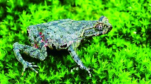     顾莵角蟾。      彭辉 摄