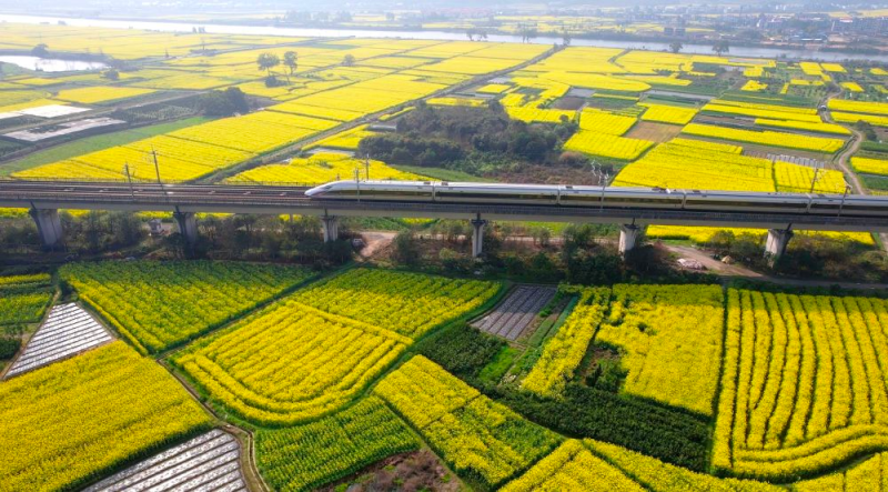 在沪昆高铁上运行的列车驶过铺满油菜花的田野。新华社发（王士怡 摄）