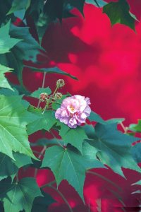 成都明蜀王陵博物馆外，红墙和芙蓉花同框。杨涛 摄