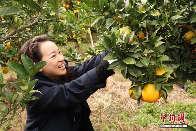 图为正在采摘赣南脐橙的游客。 熊锦阳 摄