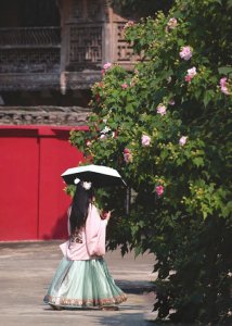 　　成都青龙湖湿地公园，汉服爱好者在芙蓉花下拍照留念。 杨涛 摄