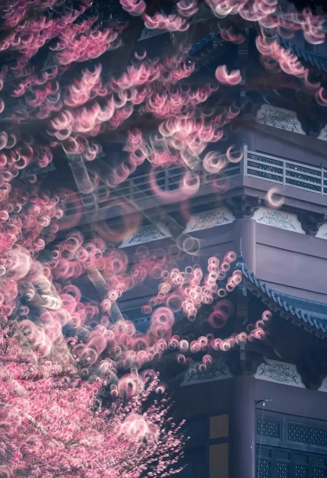 摄影/勾留堂-沙鸥