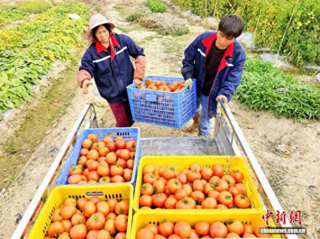 近日，广东台山市四九镇东冠村的种植户将刚摘的蔬菜番茄抬上车。李晓春 摄