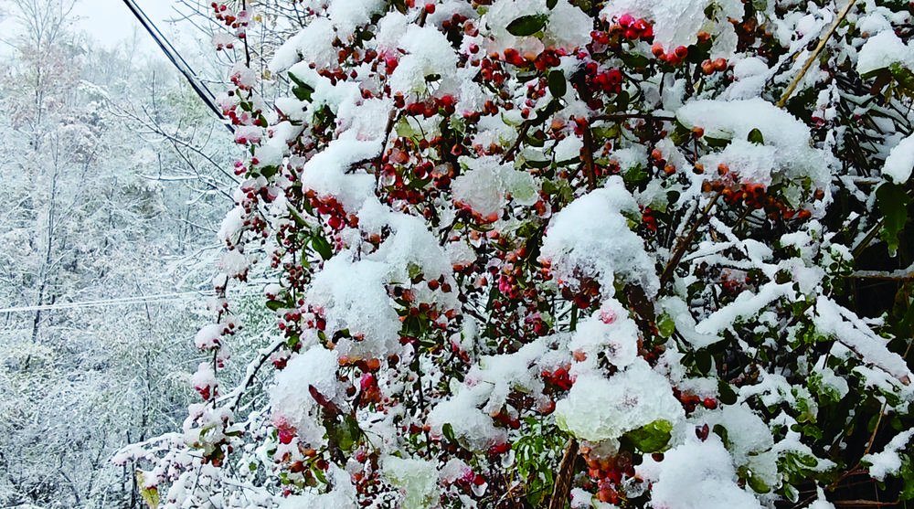 白雪凝附于枝条之上，仿佛开出了晶莹的冰花。