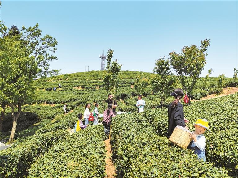 群众在安顺市关岭自治县岗乌茶场采摘春茶。 苑庆磊 摄