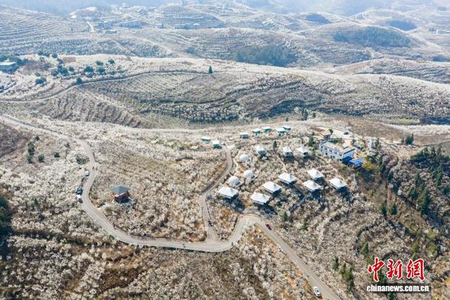 图为2月21日，贵州省毕节市纳雍县厍东关乡万亩樱桃花盛开。王洋 摄