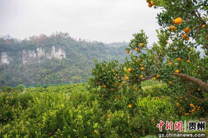 图为务川自治县长脚村成熟的柑橘园。唐哲摄