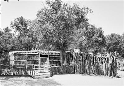 达里雅布依老村的“笆子房”。于田县委宣传部供图