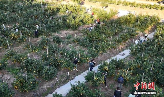 一个个金黄色的赣南脐橙挂满枝头。(无人机照片) 欧阳欢 摄