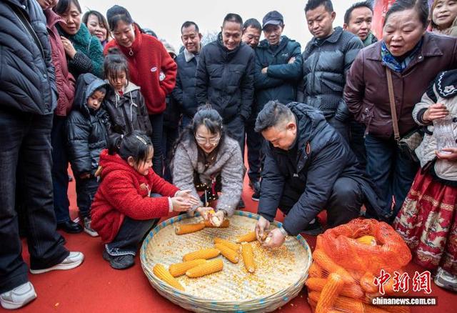 图为村民在进行玉米棒手工脱粒比赛。史开心 摄