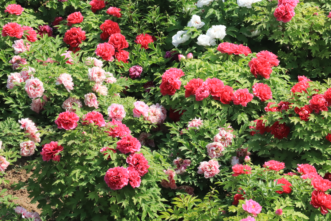 盛开的牡丹花。图源：菏泽新闻