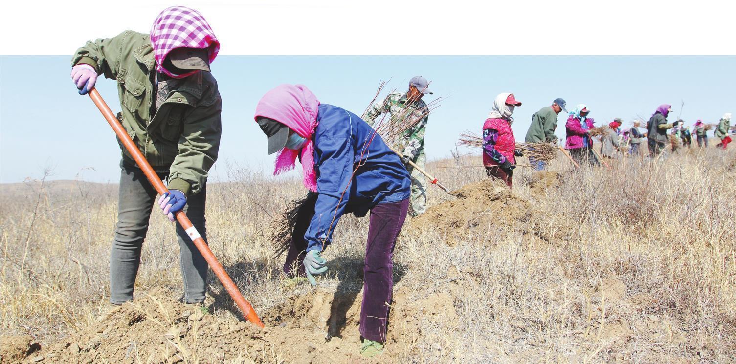 ⑥在锦州义县留龙沟镇冯家屯的一处造林地块，专业造林队正进行植树作业。 本报记者 白琳 摄