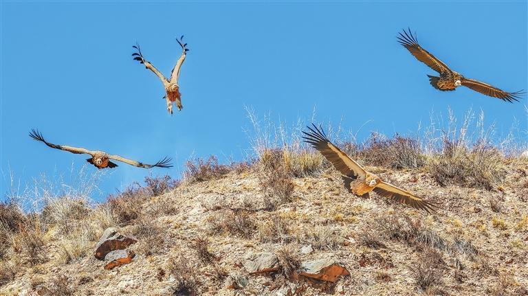 秃鹫翱翔天空。 新甘肃·甘肃日报记者 盛学卿