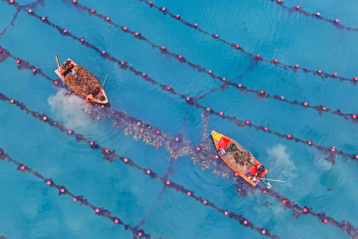 山东省荣成市爱伦湾海洋牧场正忙着“海上春耕”。新华社发（王福东摄）