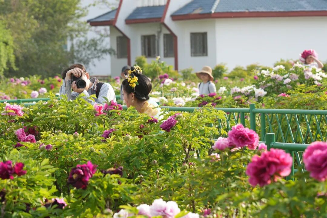 游客在牡丹园里拍照。图源：菏泽发布