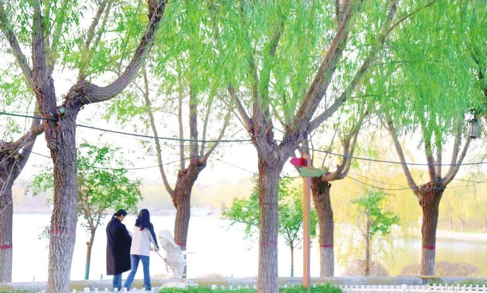 图为居民在馆陶县公主湖湿地公园散步。