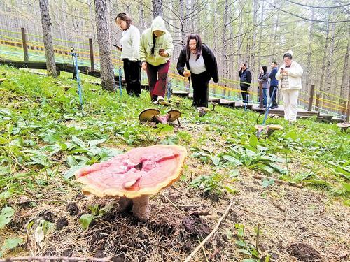 近日，游客正在围场八十三号村灵芝仙谷游玩。 本报记者 陈宝云摄