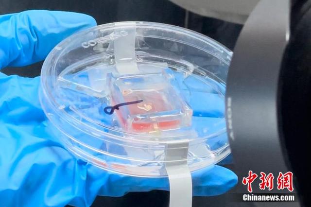 通过干细胞培养技术培养的“片上脑”。高萌 摄