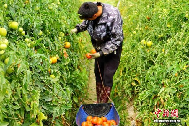 广东台山市四九镇一种植户在采收蔬菜番茄。张王丰 摄