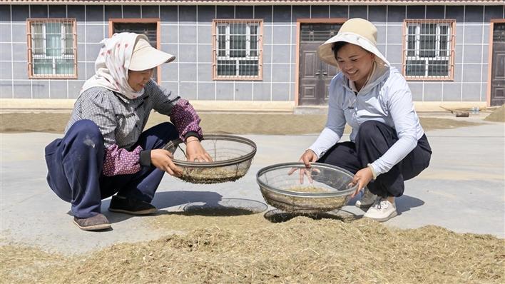 6月8日，何碧均（右）帮助职工群众清理晾晒场上孜然的杂质。 兵团日报常驻记者 魏承亿 摄