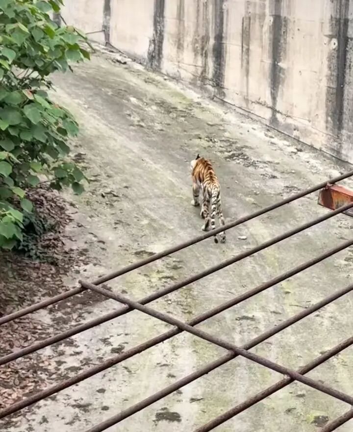 视频截图