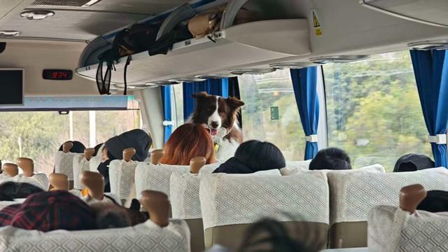 一辆大巴上,15只小狗。杜晨薇 摄