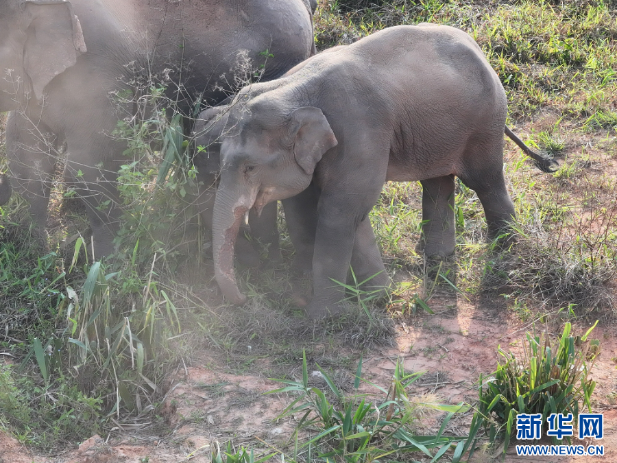 这是4月9日拍摄到的受伤小象。新华网发（周晨浩 摄）