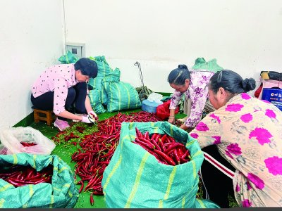     ▲ 栗子园社区居民在进行辣椒初加工。