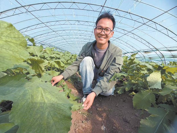 桂艺鹏查看沙窝萝卜的长势。本报记者 孟紫薇摄