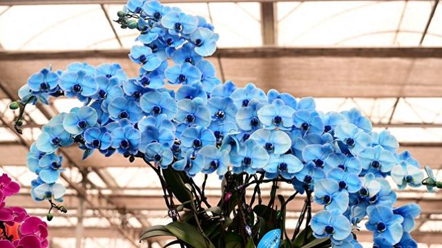 奔马造型的蝴蝶兰。新华社记者 阮帅 摄