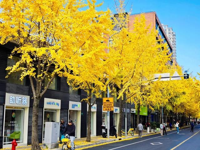 黄浦区局门路的银杏（资料图）