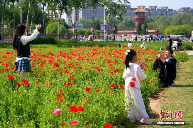 图为殷墟国家考古遗址公园内虞美人花海吸引市民拍照打卡。中新社记者 李超庆 摄