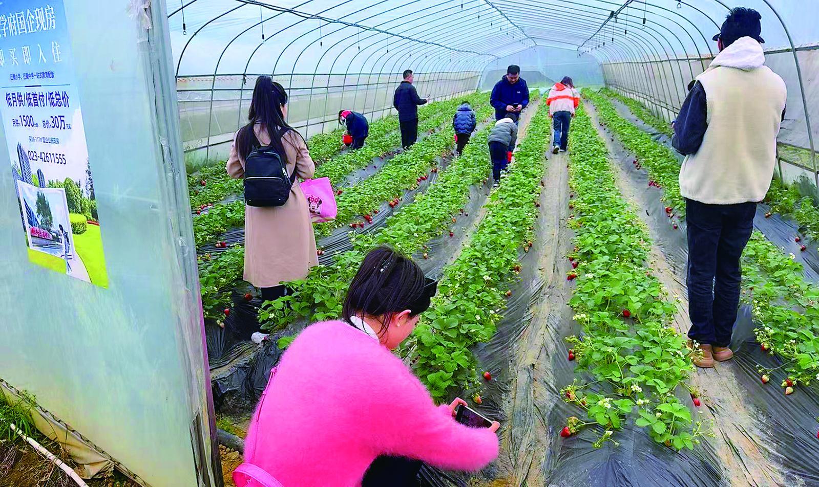 市民在玉峰山镇玉峰农场摘草莓