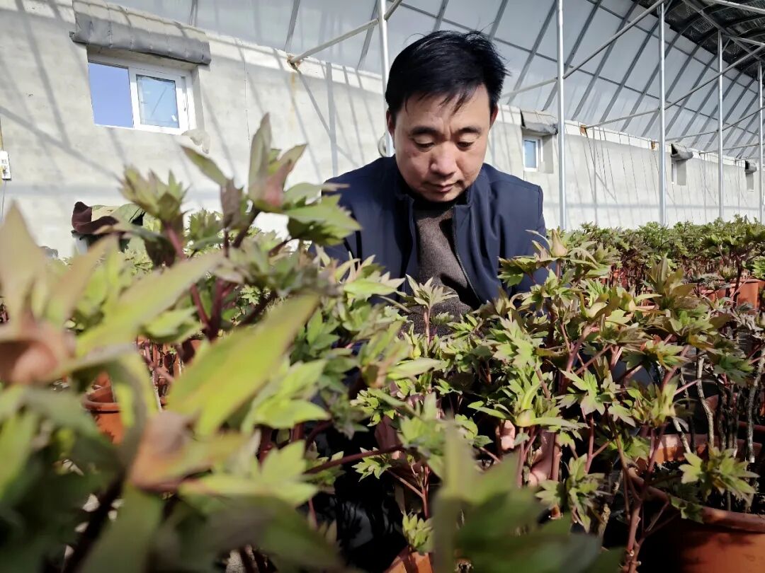 菏泽绿美牡丹产业园负责人孙文起正在查看牡丹植株生长情况。图源：菏泽发布