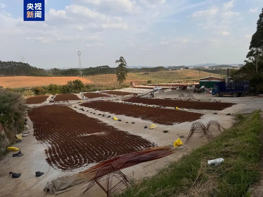 △商户韦老板的晒场一角 摄影 管昕