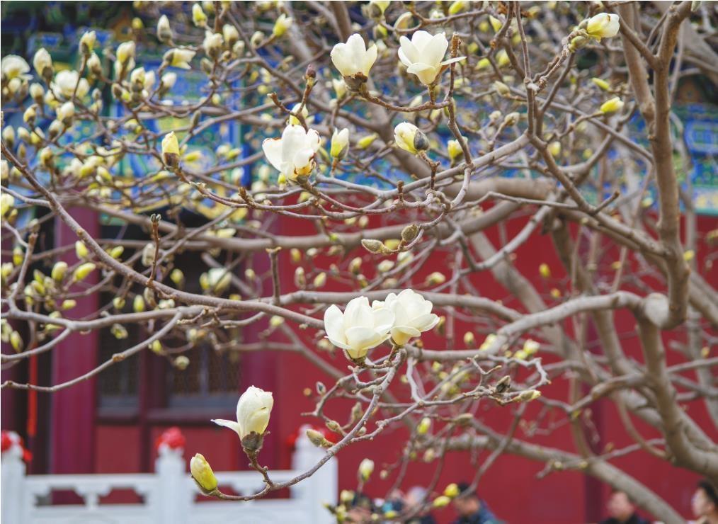 ⑥ 3月30日，沈阳市大东区东塔园内的白玉兰花姿绰约。