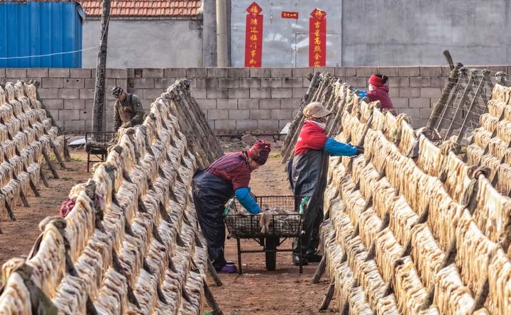 春日晒鲜，在山东省荣成市南部沿海一处晒场，渔民在晾晒鱿鱼。新华社发（李信君摄）