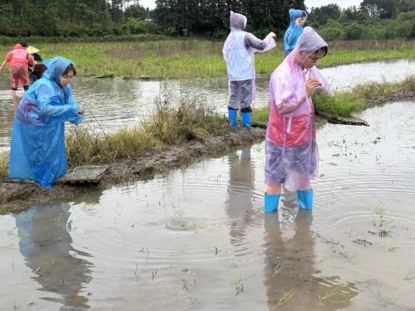 4月21日，广西壮族自治区桂林市恭城瑶族自治县西部计划志愿者在水田分组进行抛秧。受访者供图
