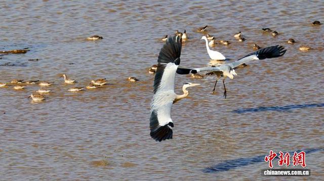11月25日，在江西九江市湖口县，候鸟在此栖息、觅食。 徐会刚 摄
