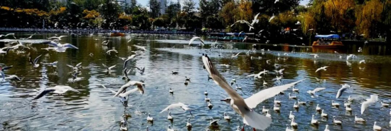 图2：翠湖公园中的红嘴鸥  资料来源：昆明市翠湖公园，申万宏源研究