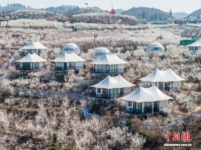 图为2月21日，贵州省毕节市纳雍县厍东关乡万亩樱桃花盛开。王洋 摄