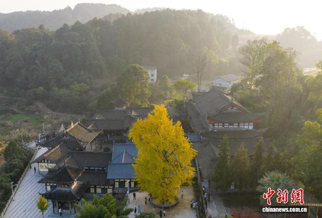 11月25日，游客在重庆天心寺观赏古银杏树。中新社记者 何蓬磊 摄