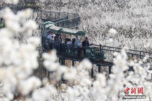 图为2月21日，游客在贵州省毕节市纳雍县厍东关乡乘坐小火车赏花。李华 摄