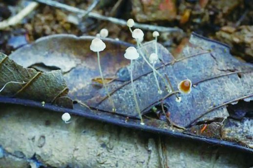     黄桑小菇。      湖南南山国家公园候选区 供图