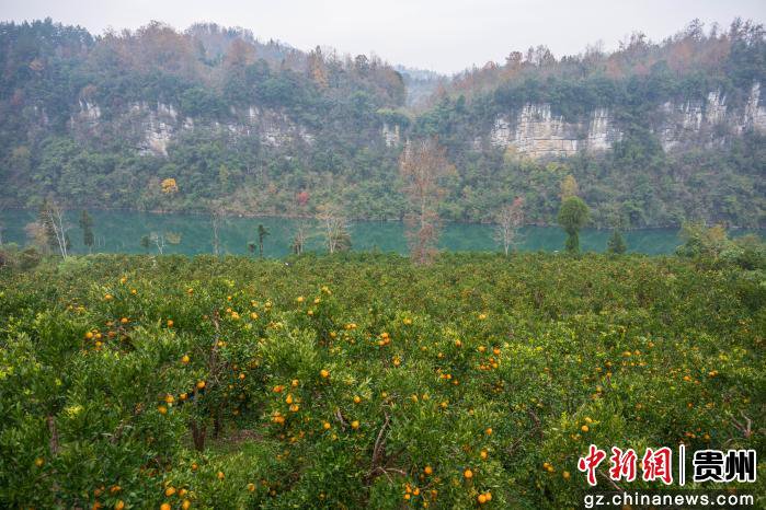 图为务川自治县长脚村成熟的柑橘园。唐哲摄