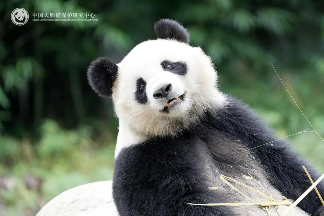 大熊猫“晓月”