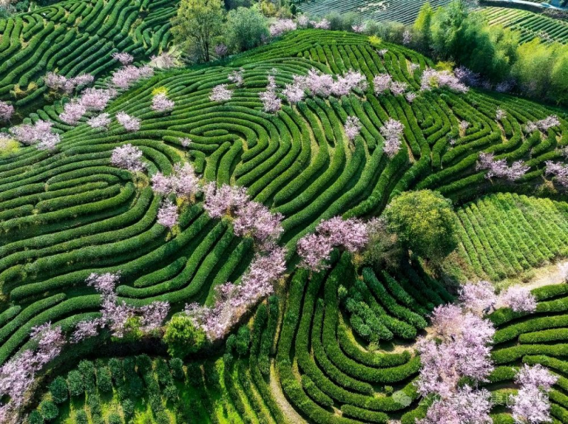 武夷山燕子窠生态茶园。新华社发（丁李青 摄）