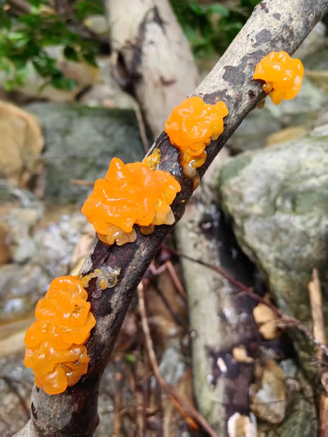 武汉发现一种珍稀菌类——金耳。记者金文兵 摄