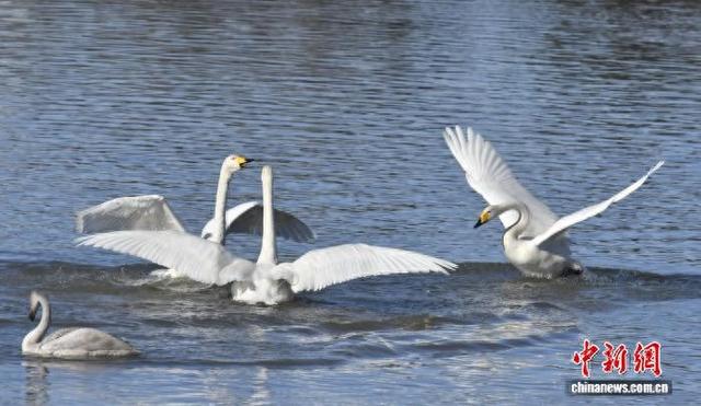 图为大天鹅。李欣 摄